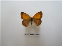 藏品(蛇目蝶科)的圖片